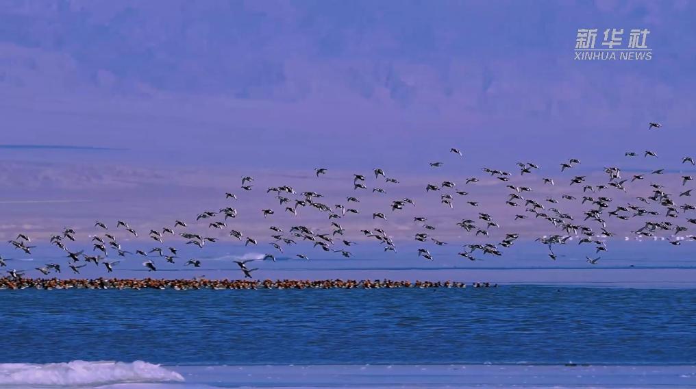 秀我中國(guó)｜青?？婶斂撕叭绠?huà)