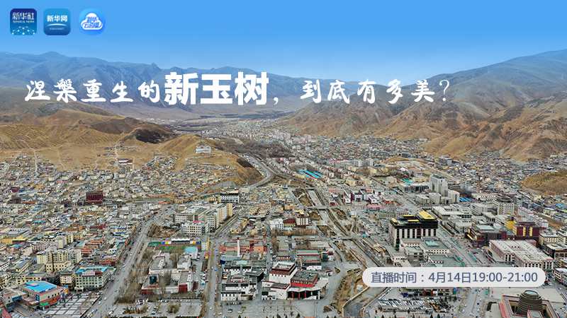 涅槃重生的新玉樹，到底有多美？