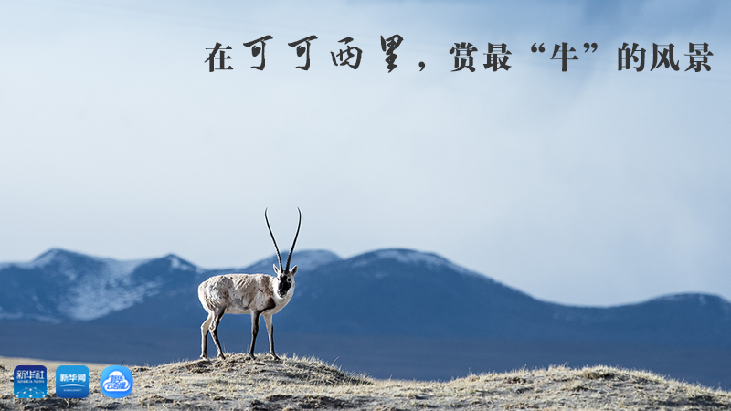 三江源慢直播丨在可可西里，賞最&ldquo;牛&rdquo;的美景