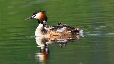 超有愛！看西寧北川河濕地公園鳳頭??花樣&ldquo;遛娃&rdquo;