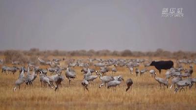 壯觀！遷徙灰鶴&ldquo;備降&rdquo;青海都蘭