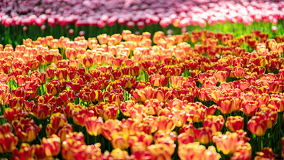 顏值爆表！青海西寧開(kāi)啟&ldquo;花城&rdquo;模式